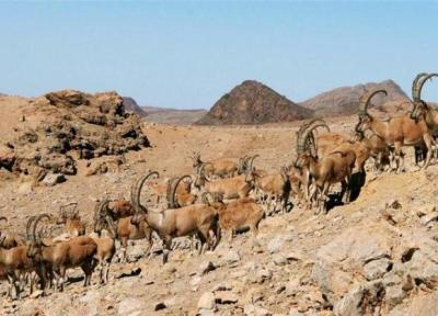 سرشماری پاییزه گونه های شاخص حیات وحش در ایلام شروع شد