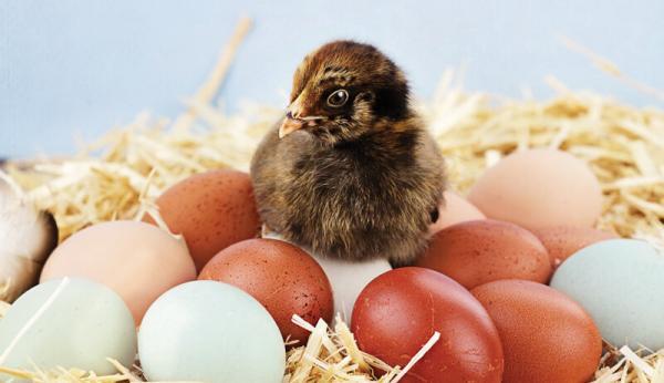 عجایب تخم مرغ که نمی دانستید ، این تخم مرغ ها ویتامین دی و امگا 3 بیشتری دارند